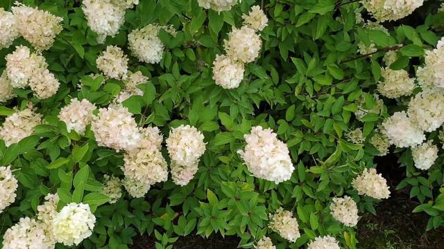 Hortenzija šluotelinė (Hydrangea paniculata) ‘Limelight’ смотреть онлайн