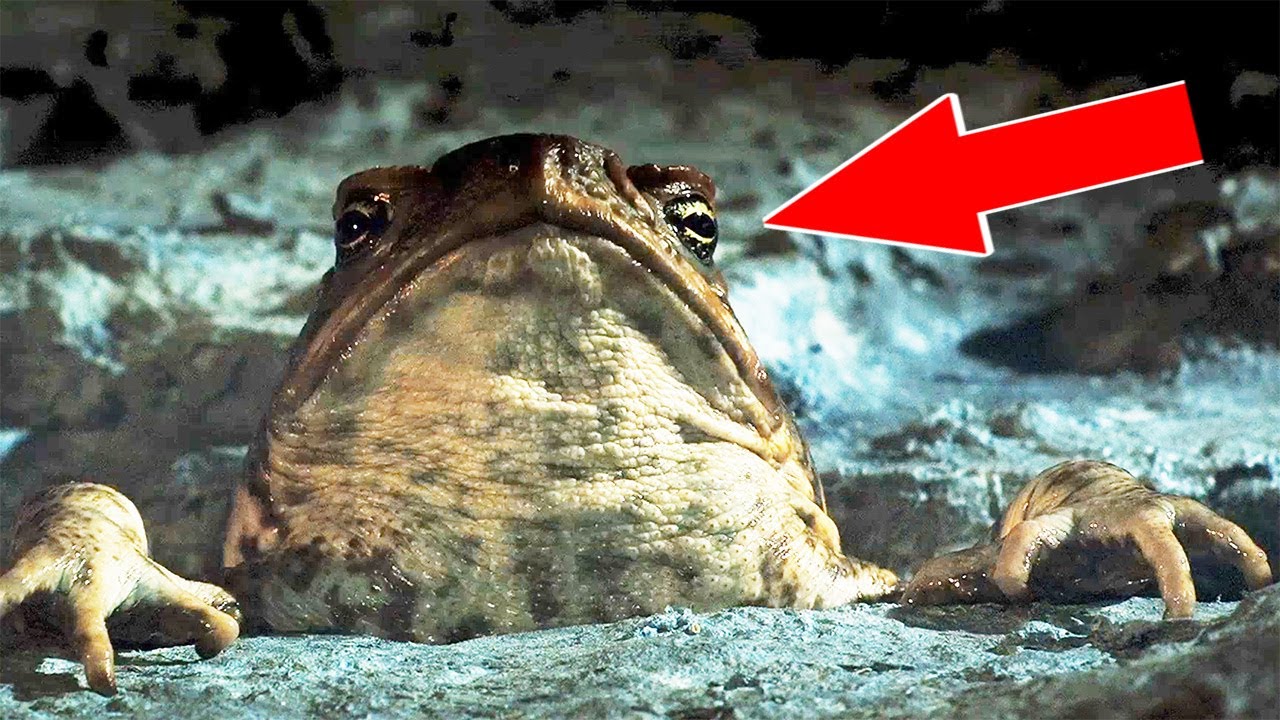 ? Аномальные случаи с животными. смотреть онлайн