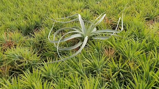 Оптовая Теплица Орхидей.... смотреть онлайн