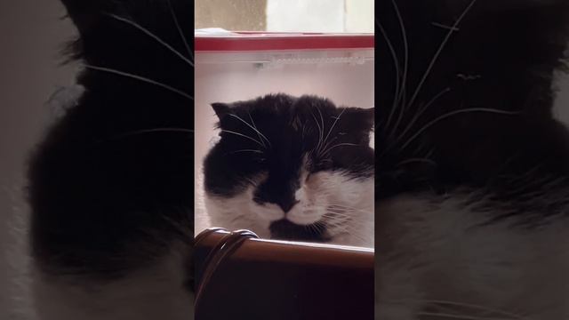 Allahu Akbar #Allahﷻ #quran #surah #islam #ramadan #religion #catlover #cat #beautiful смотреть онлайн