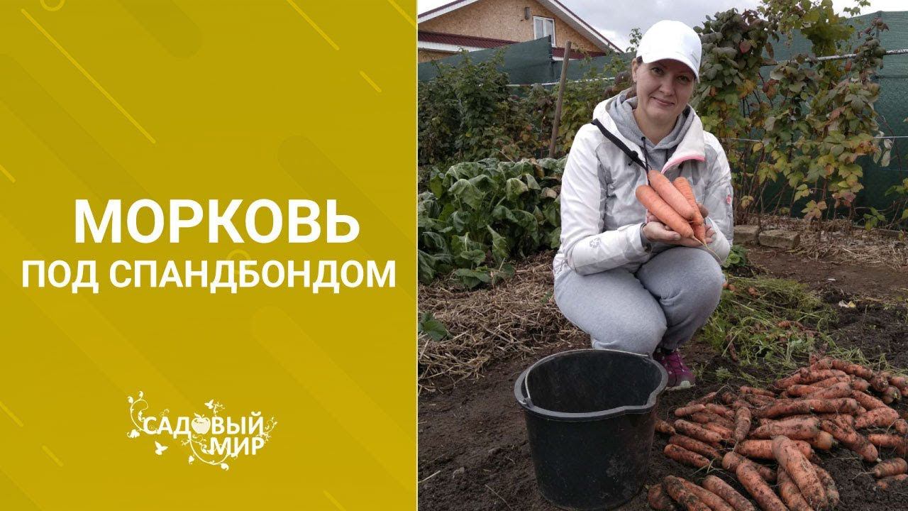 Морковь. Как получить самый большой урожай. смотреть онлайн