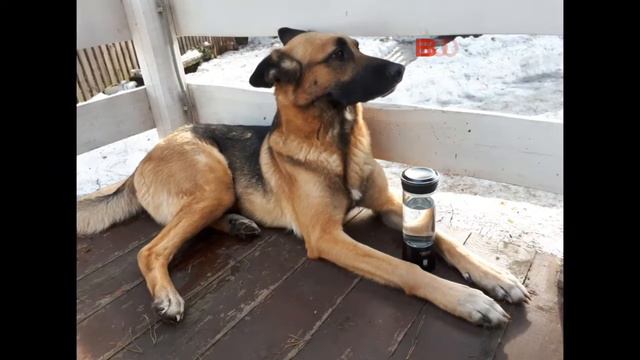 Вода для животных смотреть онлайн