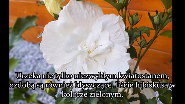 Ketmia syryjska- Hibiscus syriacus White chiffon- Uprawa i Pielęgnacja róży chińskiej смотреть онлайн