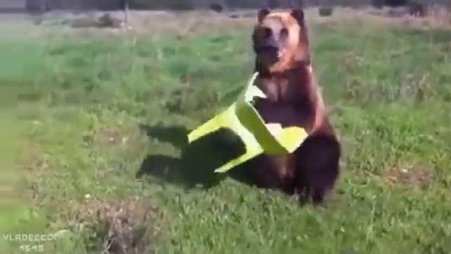 Самый умный медведь в мире смотреть онлайн