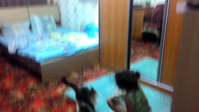 кошка-дикий зверь смотреть онлайн