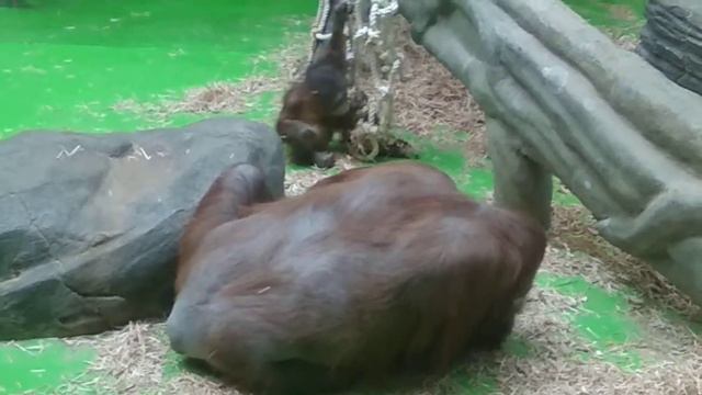 Москва Зоопарк Шимпанзе смотреть онлайн