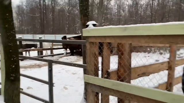Катаемся на белой лошади. Прогулка в зимнем лесу.