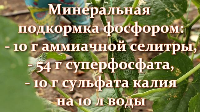 Срочно сделайте эти подкормки иначе огурцы так и будут кривые. Если огурцы кривые чего не хватает смотреть онлайн