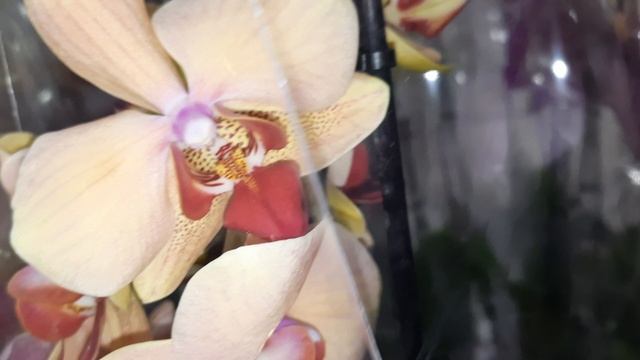 ОРХИДЕИ В ЛЕРУА //05.03.24// смотреть онлайн