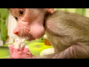 Люся ест кашу -«Мамой клянусь ТРИ ДНЯ НЕ ЕЛА!»