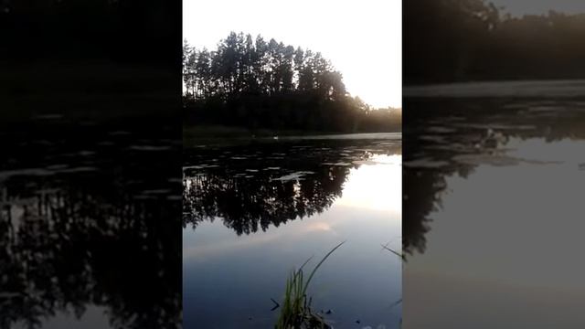 Природа, белый лебедь, ставок смотреть онлайн