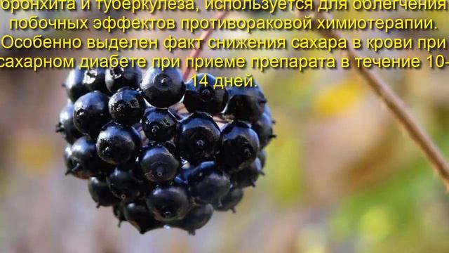 Элеутерококк - как противостоять стрессу