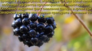 Элеутерококк - как противостоять стрессу