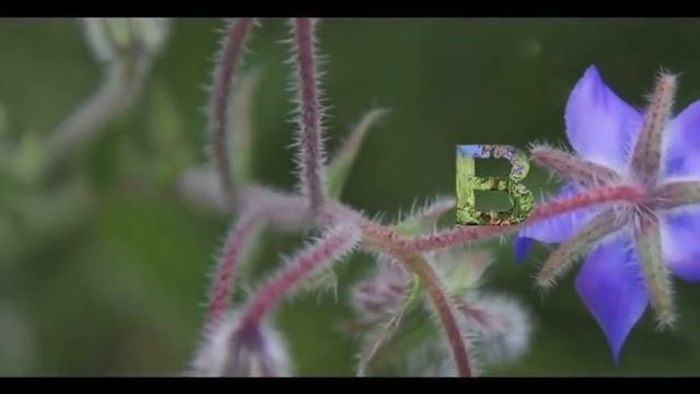 Anchusa-Borago-Cynoglossum смотреть онлайн