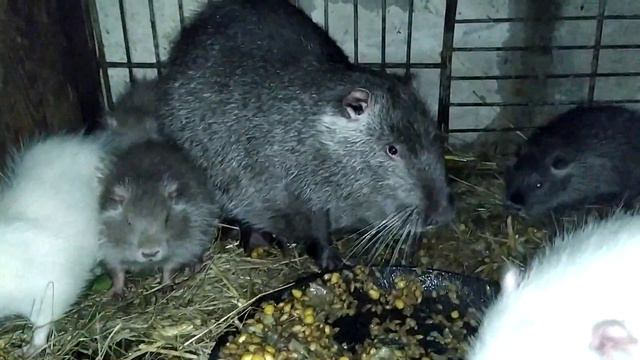 Нутрии обмен самца смотреть онлайн