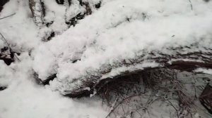 Проверка капканов на норку и бобра. Ставлю петли на лис. Есть результат.