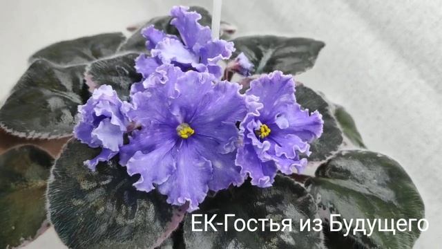 ЕК-Оленька,ЕК-Гостья из Будущего, ЕК-Голубая Кровь. смотреть онлайн