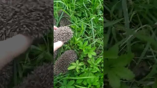 Семейство ёжиков в нашем саду. Гости на радость. #shorts #ежики #ёж #гости #всаду #дома #radima_tv смотреть онлайн