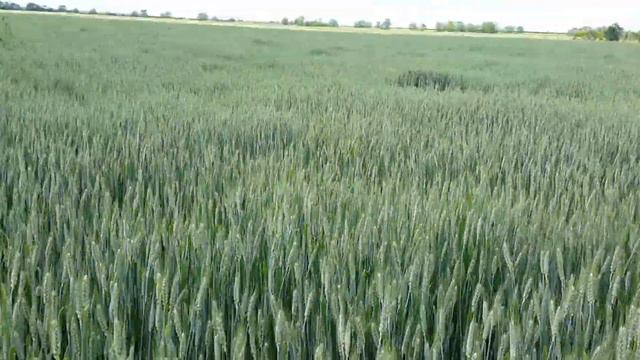 No-Till. 22.05.2019. Пшеница 5 под каналом смотреть онлайн