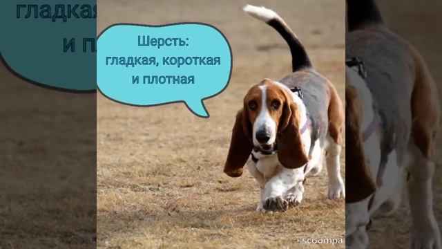 ?✨Порода: Бассет - хаунд?? смотреть онлайн