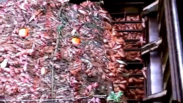 Самый Большой Улов в Мире. Рыбалка. Океан. Вот Это РЫБАЛКА!!! смотреть онлайн