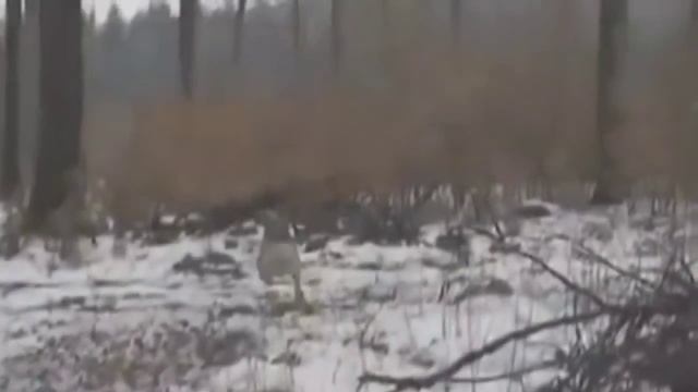 Привидения и призраки, существуют ли они? Вот вам доказательства! смотреть онлайн