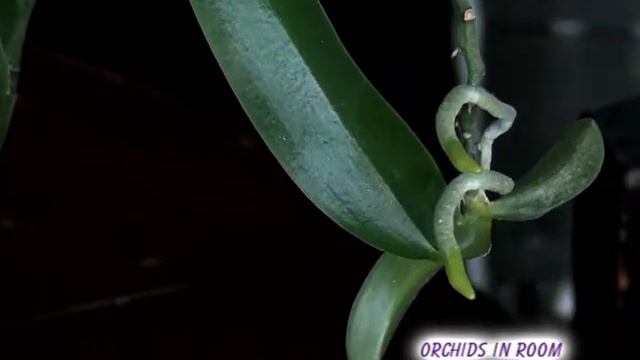 My Phalaenopsis equestris смотреть онлайн