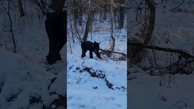 Роман-Кош Икиру Шин 12 год (сын Роман-Кош Евридики и Джава Квика).Гомель. Зима в 22г. Беларусь смотреть онлайн