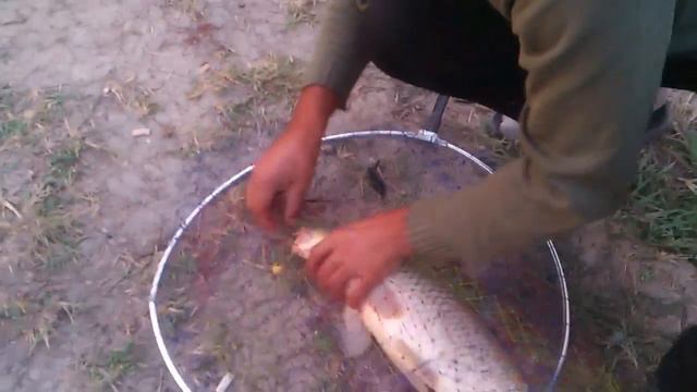 Крым карп смотреть онлайн