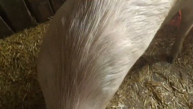 Первый опорос у свиноматки от начала и до конца.Аппетит у поросят. Мой первый опыт. смотреть онлайн