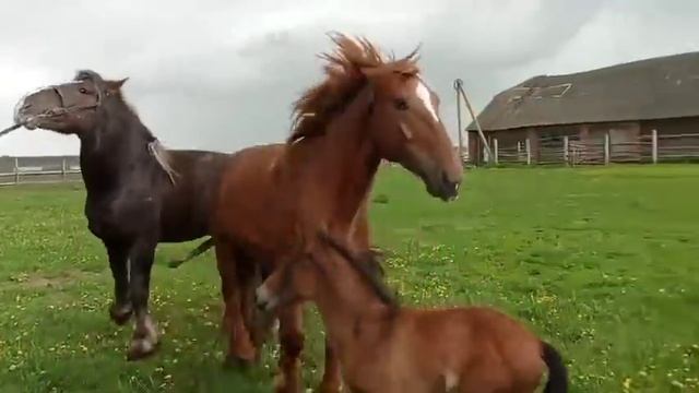 ЖЕРЕБЕЦ производитель в деле смотреть онлайн