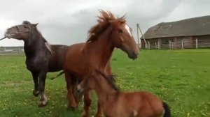 ЖЕРЕБЕЦ производитель в деле