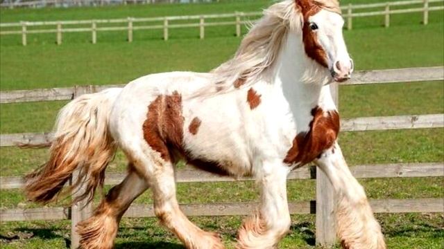 Исхудавшая обессиленная лошадь лежала в грязи и едва дышала, смотреть до конца! смотреть онлайн