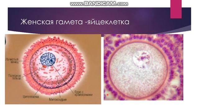 Строение половых клеток ЕГЭ смотреть онлайн