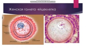 Строение половых клеток  ЕГЭ