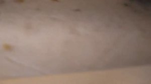 Защита ульев от птиц и мышей зимой