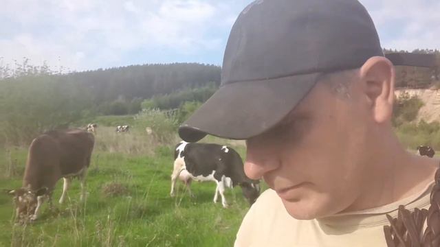 коровки вышли погулять на природу. цена удовольствия. смотреть онлайн