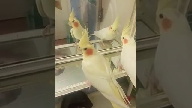 Кореллы лютно 89150462814 Жёлто - Лимонные попугая корелла смотреть онлайн