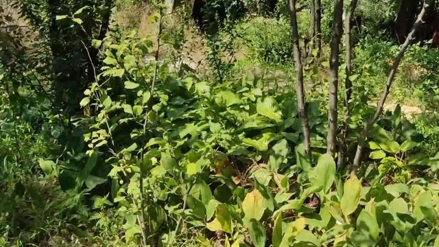 Купить участок с домом возле речки за 5700$ - это реально! #недвижимость #днепр #дом смотреть онлайн