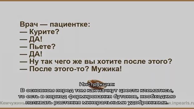 Цветок клематис: посадка, пересадка на другое место, выращивание и уход в открытом грунте, размнож. смотреть онлайн