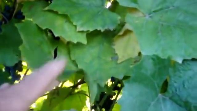 Простой способ размножить виноград смотреть онлайн