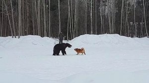 карело-финская лайка испытания по медведю