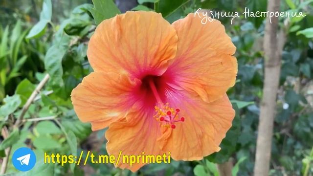 15 июня День Никифора. Что нельзя делать 15 июня. Народные традиции и приметы. смотреть онлайн