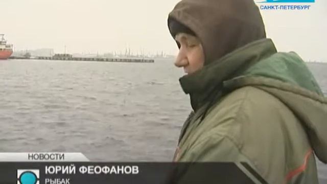 В большое плавание: в Финский залив выпустили 10 тыс. мальков балтийского сига смотреть онлайн