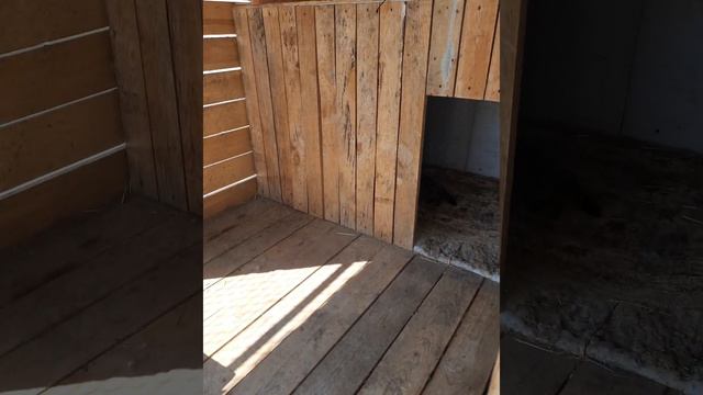 Алабай и котята отдыхают в тенёчке смотреть онлайн