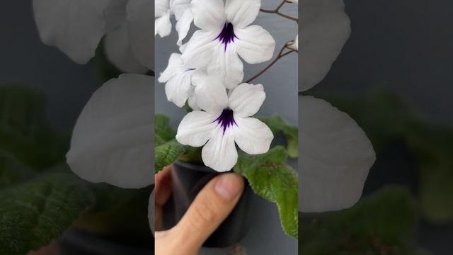 Стрептокарпус Black Tie Affair смотреть онлайн