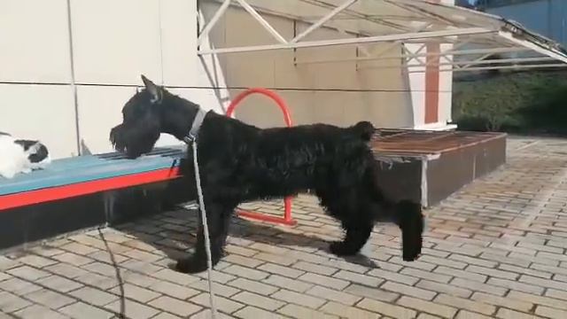 п-к Роман-Кош. Есси Альфа Центавра 8 мес. дочь Роман-Кош Урсола. Волгоград смотреть онлайн