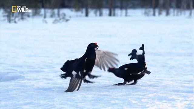 Дикие животные севера.Сибирь, тайга волки, медведи