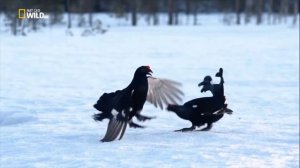 Дикие животные севера.Сибирь, тайга волки, медведи