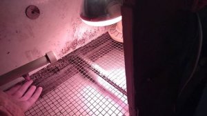 Как установить лампу в брудер